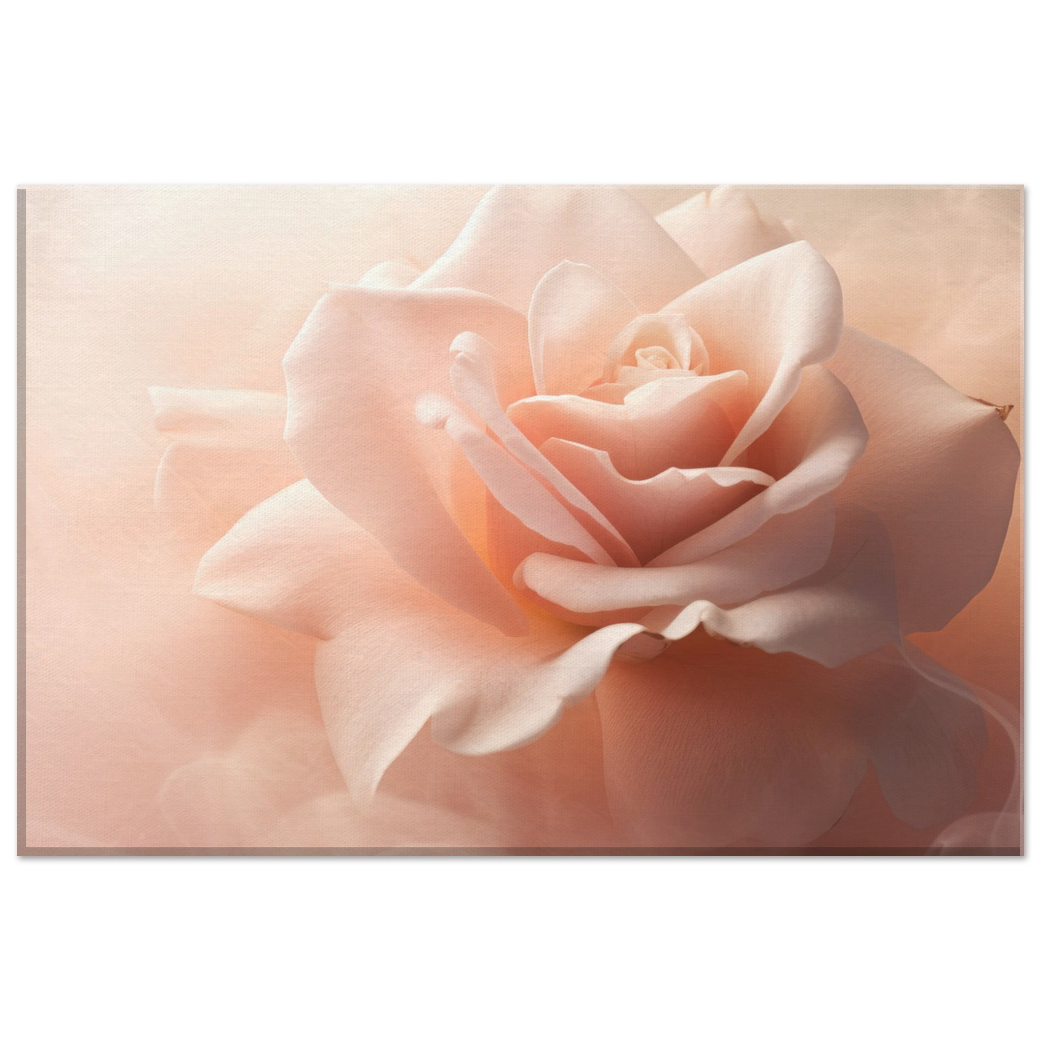 White Pink Rose Canvas Print